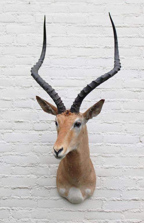 Grote opgezette KOP IMPALA antilope (gewei) - ref. C, Verzamelen, Dierenverzamelingen, Gebruikt, Opgezet dier, Wild dier, Ophalen