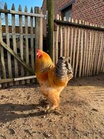 Trio brahma buff columbia te koop, Dieren en Toebehoren, Meerdere dieren, Kip