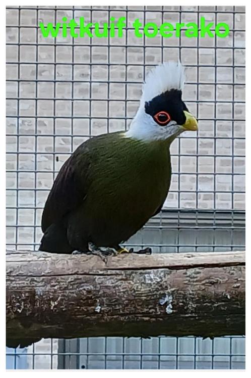 Witkuif toerako man., Dieren en Toebehoren, Vogels | Parkieten en Papegaaien, Tam, Geringd
