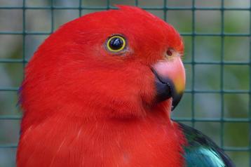 KONINGS PARKIETEN beschikbaar voor biedingen