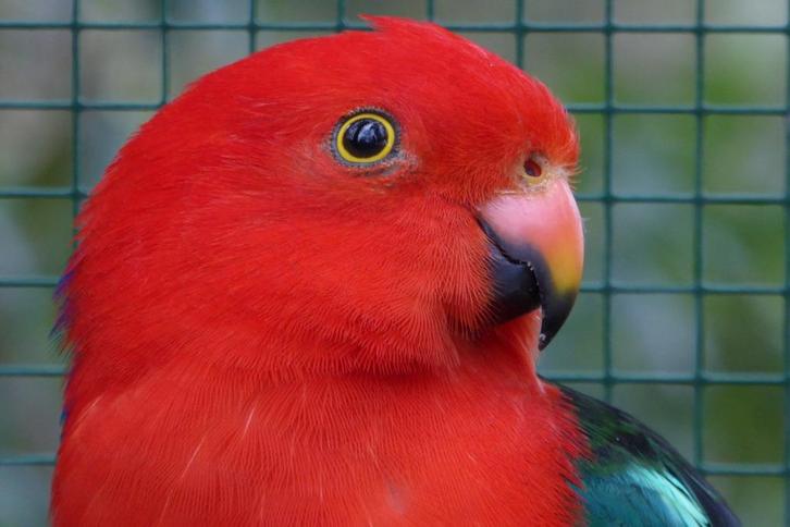 KONINGS PARKIETEN, Dieren en Toebehoren, Vogels | Parkieten en Papegaaien, Parkiet, Meerdere dieren, Tam, Geringd