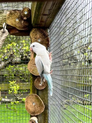 Muisparkiet blauw pallid opaline pop, Dieren en Toebehoren, Vogels | Parkieten en Papegaaien, Vrouwelijk, Parkiet