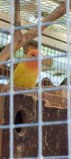 Jonge dwergpapegaai agapornid ros colli opeline, Dieren en Toebehoren, Vogels | Parkieten en Papegaaien