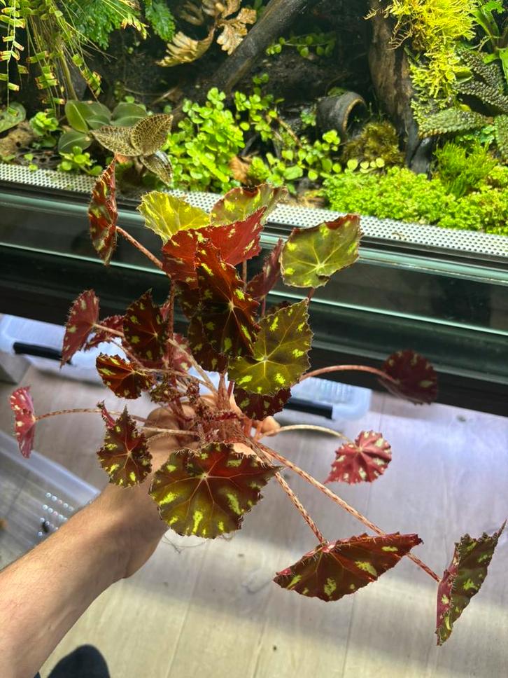 Zeer grote begonia bowerae, Dieren en Toebehoren, Reptielen en Amfibieën | Toebehoren, Nieuw, Tak, Plant, Rots of Steen, Ophalen of Verzenden