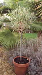 olijfboom, Tuin en Terras, Planten | Bomen, In pot, Olijfboom, Minder dan 100 cm, Volle zon