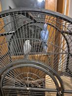 2 jonge halsbandpatkiet, Ophalen of Verzenden