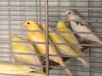 Mooie kanaries, Dieren en Toebehoren, Vogels | Kanaries, Geslacht onbekend, Zangkanarie