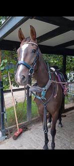 Super braaf familie paardje, Dieren en Toebehoren, Paarden, Merrie