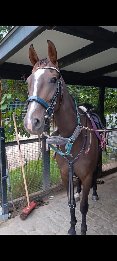 Super braaf familie paardje, Dieren en Toebehoren, Paarden, Merrie