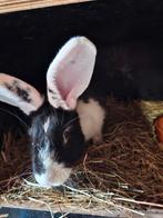 Duitse reus voedster, Dieren en Toebehoren, Vrouwelijk, Groot, 0 tot 2 jaar