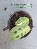 Maranta kerchoveana variegata, Ophalen of Verzenden