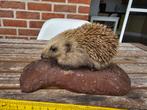Opgezette egel, Verzamelen, Dierenverzamelingen, Ophalen of Verzenden