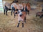 Kameroen Schaap lam (ooi), Dieren en Toebehoren, Schapen, Geiten en Varkens, Vrouwelijk, Schaap, 0 tot 2 jaar