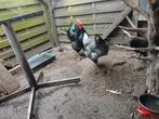 3 hennen, Dieren en Toebehoren, Pluimvee