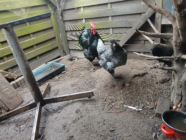 3 hennen, Dieren en Toebehoren, Pluimvee