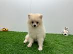Dwergkeeshond pups, België, Keeshond, 8 tot 15 weken, CDV (hondenziekte)
