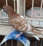 Kleurpostduif, Dieren en Toebehoren, Vogels | Duiven, Geslacht onbekend