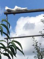 witte duiven, Animaux & Accessoires, Oiseaux | Pigeons