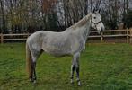 Zeer mooie 7 jarige top gefokte drachtige merrie, Z, 165 à 170 cm, Avec pedigree, Cheval de saut