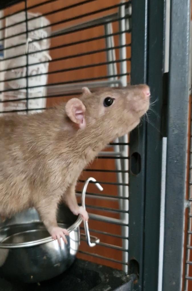 Tam ratje, Dieren en Toebehoren, Knaagdieren, Mannelijk, Rat, Augustus, Tam