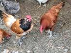 2 kippen., Dieren en Toebehoren, Pluimvee, Kip
