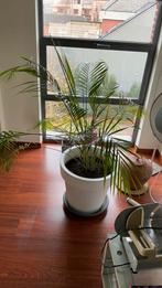Kamerplant 12 euro zonder pot., Huis en Inrichting, Groene kamerplant, Ophalen, Palm, Minder dan 100 cm