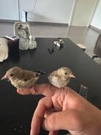 Originele parva’s te koop (putters chardon), Dieren en Toebehoren