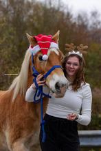 17 jarige haflinger te koop, Jument, Moins de 160 cm, Vermifugé, 11 ans ou plus