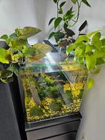 Aquarium Dennerle Nano Cube Complete 60 ltr 38 x 38 x 43 cm, Zo goed als nieuw, Ophalen, Gevuld zoetwateraquarium