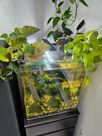 Aquarium Dennerle Nano Cube Complete 60 ltr 38 x 38 x 43 cm