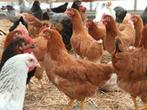 kippen, legkippen legklare kipjes in vele kleuren, Dieren en Toebehoren, Pluimvee, Vrouwelijk, Kip