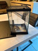 Terrarium 20x20x30, Dieren en Toebehoren, Ophalen, Zo goed als nieuw