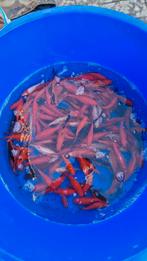 Grote partij goudvissen., Dieren en Toebehoren, Goudvis(sen)