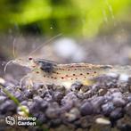 Amano Garnaal, Kreeft, Krab of Garnaal, Zoetwatervis