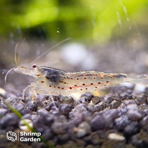Amano Garnaal, Dieren en Toebehoren, Vissen | Aquariumvissen, Zoetwatervis, Kreeft, Krab of Garnaal
