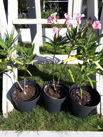 Oleander gele en roze stekjes te koop 2,5€/st.