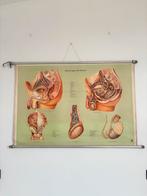 Vintage autonomie kaart op linnen, Ophalen of Verzenden, Natuur en Biologie