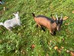 Geit te koop, Dieren en Toebehoren, Vrouwelijk, Geit, 0 tot 2 jaar