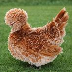 Padua krulveer krielkippen jonge hennen beschikbaar, Femelle, Poule ou poulet