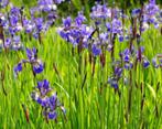 Blue Iris - Iris Syberica 4+1 gratuit, Enlèvement, Plantes de bassin, Été, Plante fixe