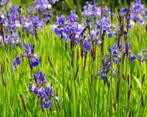 Blue Iris - Iris Syberica 4+1 gratuit, Enlèvement, Plantes de bassin, Été, Plante fixe
