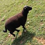 Zwarte ooien en rammen, Dieren en Toebehoren