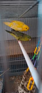 Catharina parkiet koppels 2025 ino lutino, Parkiet