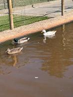 Hol kwaker, Dieren en Toebehoren, Pluimvee