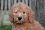 Prachtige medium Labradoodle pups, met stamboom, Dieren en Toebehoren, Parvo, België, Overige rassen, 8 tot 15 weken