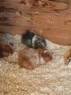 Cavia beren, Dieren en Toebehoren, Knaagdieren, Cavia, Juni, Mannelijk, Tam