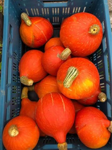 pompoenen Hokkaido beschikbaar voor biedingen