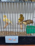 Kanaries, Dieren en Toebehoren