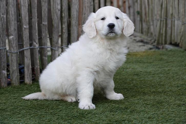 Magnifiques chiots Golden Retriever avec pedigree, Animaux & Accessoires, Chiens | Retrievers, Épagneuls & Chiens d'eau, Plusieurs animaux