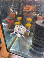 Waterschildpad, Dieren en Toebehoren, Ophalen